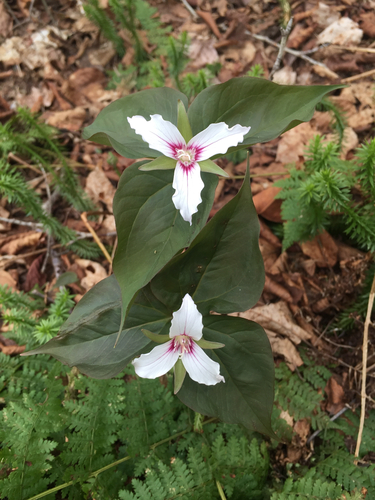 Long Pond Trail