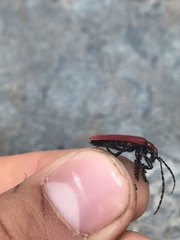 Lycocerus maculicollis