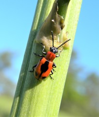 Crioceris quinquepunctata