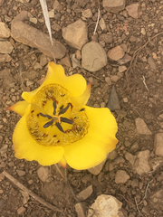 Calochortus clavatus