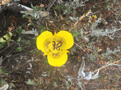 Calochortus clavatus