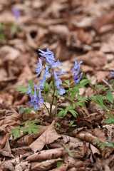 Corydalis ambigua