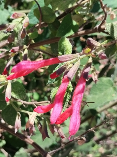 Image of Salvia gesneriiflora by no rights reserved