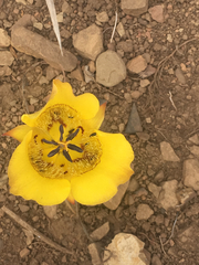 Calochortus clavatus