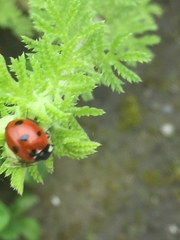 Coccinella septempunctata