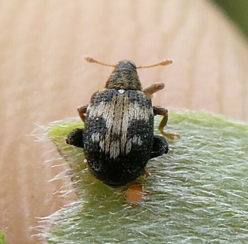 Tachyerges ephippiatus