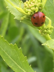 Coccinella septempunctata