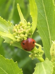 Coccinella septempunctata