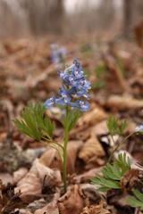 Corydalis ambigua