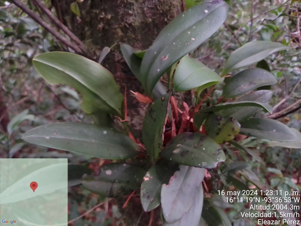 Stelis vespertina