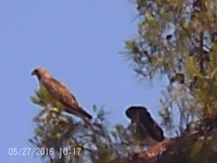 Buteo jamaicensis