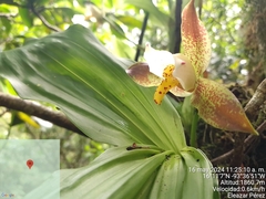 Lycaste deppei