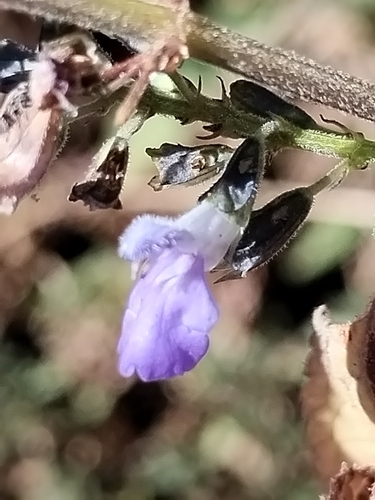 Image of Salvia roscida by no rights reserved