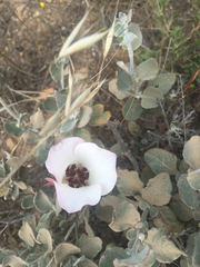 Calochortus catalinae