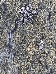 Lecanora varia
