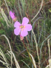 Drosera tracyi