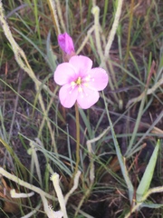 Drosera tracyi