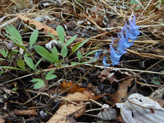 Corydalis ambigua
