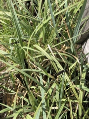 Carex elata