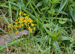 Senecio linearifolius