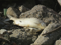Prochilodus lineatus