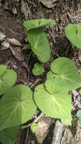 Conical-leaf violet (Viola rossii)