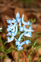 Corydalis ambigua