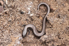 Hemiergis decresiensis