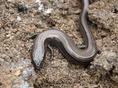 Hemiergis decresiensis