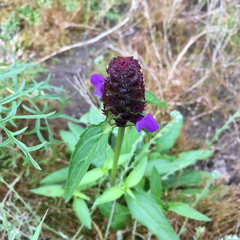 Prunella vulgaris lanceolata