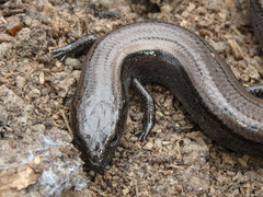 Hemiergis decresiensis