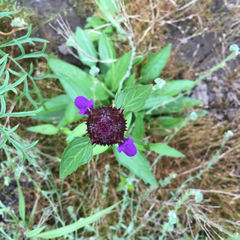 Prunella vulgaris lanceolata