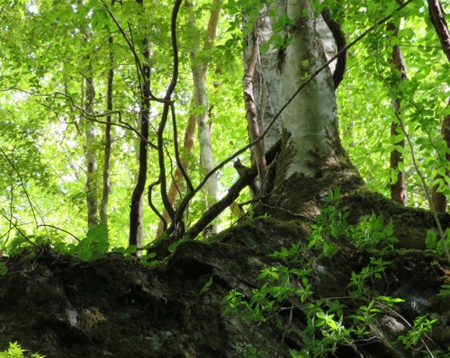 Sciurus lis