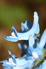 Corydalis ambigua