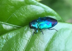 Chrysobothrini