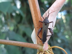 Grammopoecilus angustatus