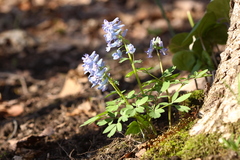 Corydalis ambigua