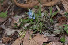 Corydalis ambigua
