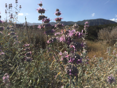 Salvia leucophylla