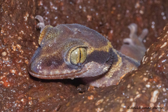 Cyrtodactylus deccanensis