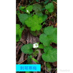 Ellisiophyllum pinnatum