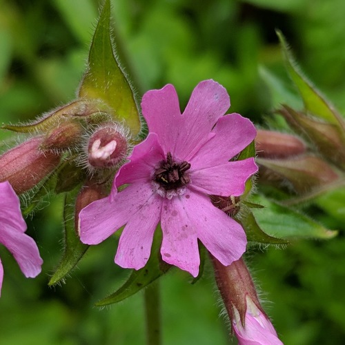 Red Campion Anther Smut