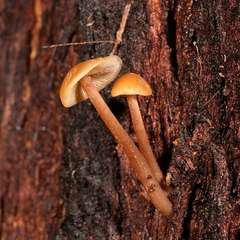 Collybia eucalyptorum