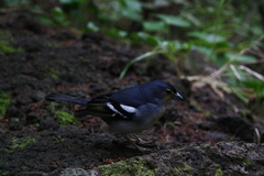 Fringilla coelebs palmae