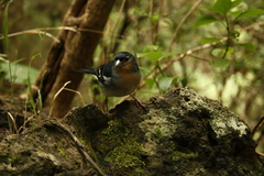 Fringilla coelebs palmae