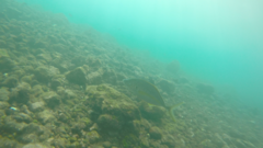 Pseudocaranx dentex