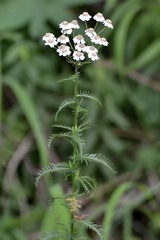 Achillea impatiens