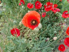 Papaver umbonatum