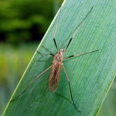Erioconopa trivialis