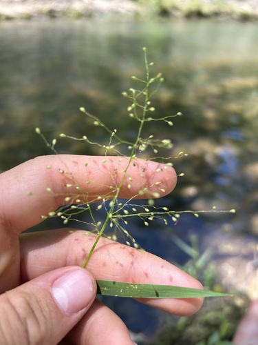 Lindheimer's Panicgrass (Dichanthelium lindheimeri)